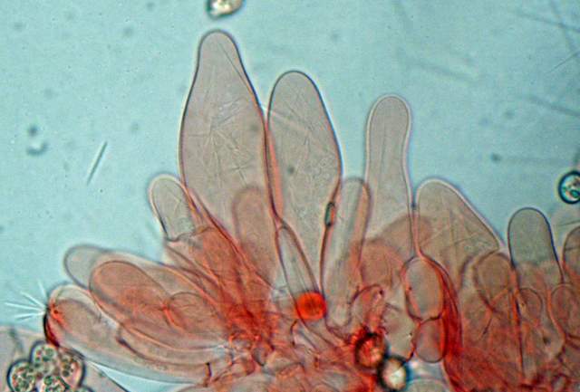 Pluteus mammifer  Romagnesi